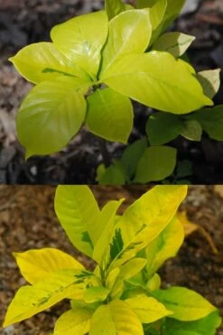 Gold Doubloon Gardenia - 3 Gallon Pot 9 Gold Doubloon Gardenia - 3 Gallon Pot -Plant Series Shop gardenia ogon no hana gold doubloon 4