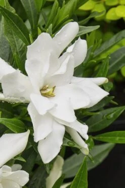 Radicans Creeping Dwarf Gardenia - 1 Gallon Pot -Plant Series Shop gardenia radicans 22