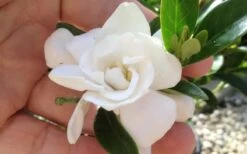 Jubilation Gardenia - 5 Gallon Pot 8 Jubilation Gardenia - 5 Gallon Pot -Plant Series Shop gardeniajubilation 6