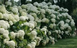 Incrediball Smooth Hydrangea - 3 Gallon Pot 13 Incrediball Smooth Hydrangea - 3 Gallon Pot -Plant Series Shop hydrangea arborescens incrediball 12