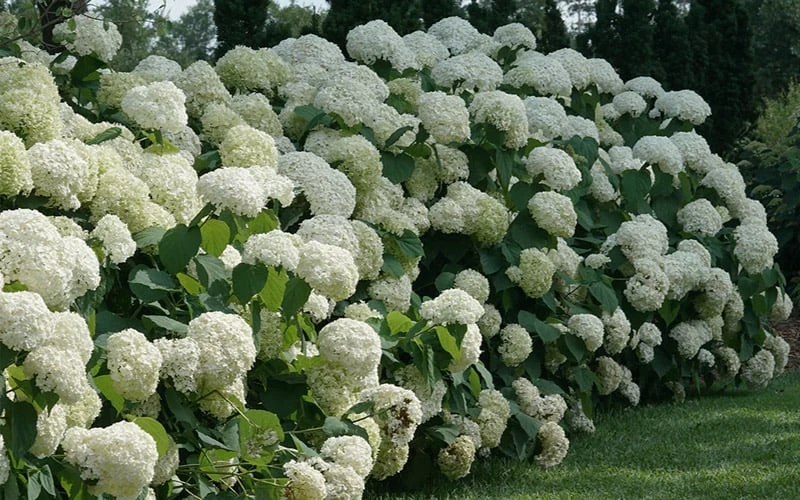 Incrediball Smooth Hydrangea - 3 Gallon Pot 7 Incrediball Smooth Hydrangea - 3 Gallon Pot - Image 7