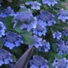 Bluebird Hydrangea - 1 Gallon Pot