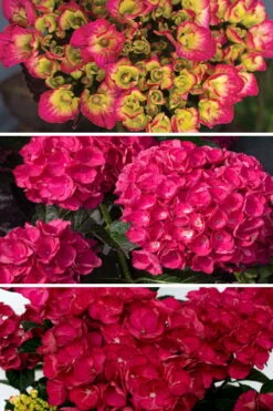 Akadama Hydrangea - 3 Gallon Pot -Plant Series Shop hydrangea macrophylla akadama 3