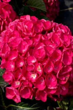 Akadama Hydrangea - 3 Gallon Pot -Plant Series Shop hydrangea macrophylla akadama 6