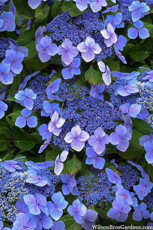 Blue Wave Lacecap Hydrangea - 3 Gallon Pot 1 Blue Wave Lacecap Hydrangea - 3 Gallon Pot