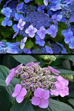 Blue Wave Lacecap Hydrangea - 3 Gallon Pot 15 Blue Wave Lacecap Hydrangea - 3 Gallon Pot -Plant Series Shop hydrangea macrophylla blue wave 24