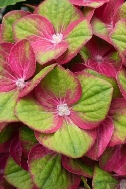 Tilt-A-Swirl Hydrangea - 3 Gallon Pot -Plant Series Shop hydrangea macrophylla tilt a swirl 4
