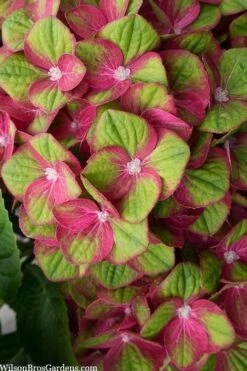 Tilt-A-Swirl Hydrangea - 3 Gallon Pot -Plant Series Shop hydrangea macrophylla tilt a swirl 5