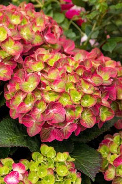 Tilt-A-Swirl Hydrangea - 3 Gallon Pot - SALE -Plant Series Shop hydrangea macrophylla tilt a swirl 7 1