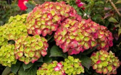 Tilt-A-Swirl Hydrangea - 3 Gallon Pot -Plant Series Shop hydrangea macrophylla tilt a swirl 8