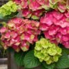 Tilt-A-Swirl Hydrangea - 3 Gallon Pot - SALE