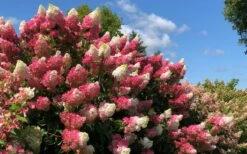 Berry White Panicle Hydrangea - 3 Gallon Pot 13 Berry White Panicle Hydrangea - 3 Gallon Pot -Plant Series Shop hydrangea paniculata berry white 4