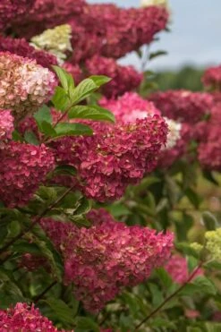 Berry White Panicle Hydrangea - 3 Gallon Pot 16 Berry White Panicle Hydrangea - 3 Gallon Pot -Plant Series Shop hydrangea paniculata berry white 5