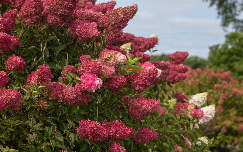 Berry White Panicle Hydrangea - 3 Gallon Pot 6 Berry White Panicle Hydrangea - 3 Gallon Pot - Image 6