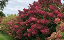 Berry White Panicle Hydrangea - 3 Gallon Pot 15 Berry White Panicle Hydrangea - 3 Gallon Pot -Plant Series Shop hydrangea paniculata berry white 8