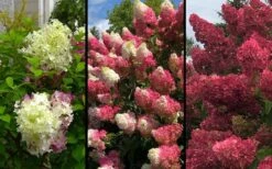 Berry White Panicle Hydrangea - 3 Gallon Pot 12 Berry White Panicle Hydrangea - 3 Gallon Pot -Plant Series Shop hydrangea paniculata berry white 9