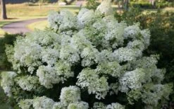 Bobo Hydrangea - 3 Gallon Pot -Plant Series Shop hydrangea paniculata bobo 4