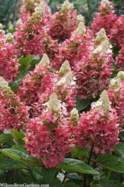 Flare Hydrangea - 3 Gallon Pot -Plant Series Shop hydrangea paniculata lava lamp flare 3