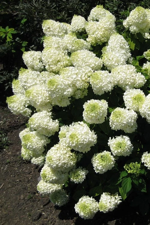 Silver Dollar Hydrangea - 3 Gallon Pot 1 Silver Dollar Hydrangea - 3 Gallon Pot