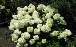 Silver Dollar Hydrangea - 1 Gallon Pot 9 Silver Dollar Hydrangea - 1 Gallon Pot -Plant Series Shop hydrangea silver dollar 2 1
