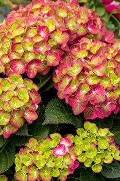 Tilt-A-Swirl Hydrangea - 3 Gallon Pot - SALE -Plant Series Shop hydrangea tilt a whirl 500x750 2