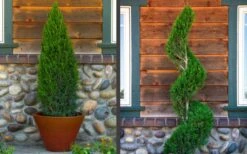 Spartan Juniper - 7 Gallon Pot (3-4') -Plant Series Shop juniper20spartan202