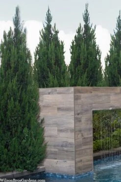 Spartan Juniper - 7 Gallon Pot (3-4') -Plant Series Shop juniperus chinensis spartan columnar juniper 20