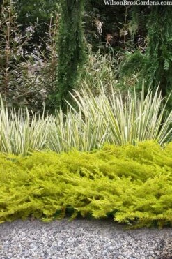 All Gold Golden Pacific Juniper - 6 Pack Of 1 Gallon Pots 15 All Gold Golden Pacific Juniper - 6 Pack Of 1 Gallon Pots -Plant Series Shop juniperus conferta all gold pacific shore juniper 20