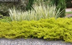 All Gold Golden Pacific Juniper - 6 Pack Of 1 Gallon Pots 11 All Gold Golden Pacific Juniper - 6 Pack Of 1 Gallon Pots -Plant Series Shop juniperus conferta all gold pacific shore juniper 21 1