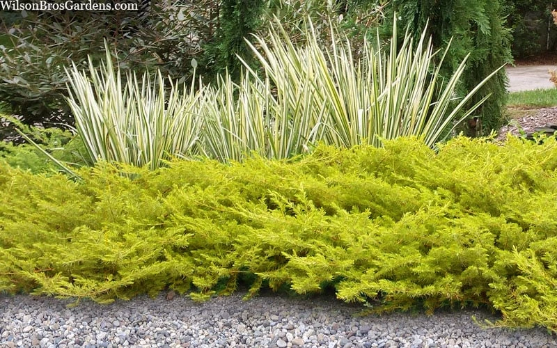 All Gold Golden Pacific Juniper - 6 Pack Of 1 Gallon Pots 4 All Gold Golden Pacific Juniper - 6 Pack Of 1 Gallon Pots - Image 4