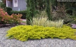 All Gold Golden Pacific Juniper - 6 Pack Of 1 Gallon Pots 12 All Gold Golden Pacific Juniper - 6 Pack Of 1 Gallon Pots -Plant Series Shop juniperus conferta all gold pacific shore juniper 22 1