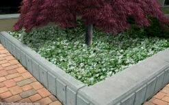 Purple Dragon Lamium - 6 Pack Of Pint Pots -Plant Series Shop lamium maculatam white nancy spotted dead nettle 105 1