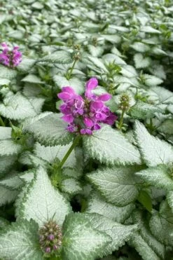 Purple Dragon Lamium - 6 Pack Of Pint Pots -Plant Series Shop lamium maculatum purple dragon 7