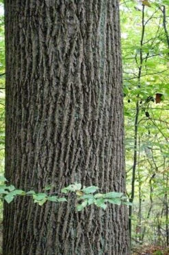 Tulip Poplar Tree - 1 Gallon Pot -Plant Series Shop liriodendron tulipifera yellow tulip poplar flower 11