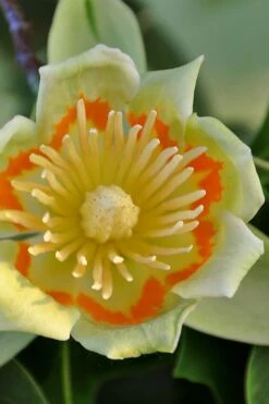 Tulip Poplar Tree - 1 Gallon Pot -Plant Series Shop liriodendron tulipifera yellow tulip poplar flower 12