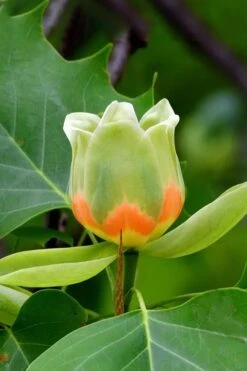 Tulip Poplar Tree - 1 Gallon Pot -Plant Series Shop liriodendron tulipifera yellow tulip poplar flower 6