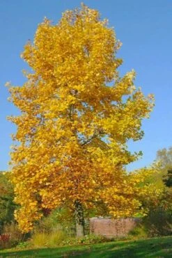 Tulip Poplar Tree - 1 Gallon Pot -Plant Series Shop liriodendron tulipifera yellow tulip poplar flower 7