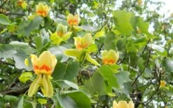 Tulip Poplar Tree - 1 Gallon Pot -Plant Series Shop liriodendron tulipifera yellow tulip poplar flower 8