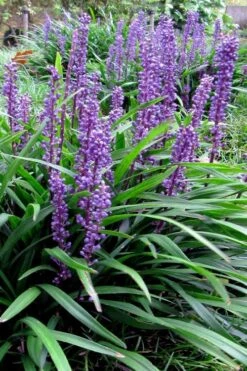 Royal Purple Liriope - Lilyturf - 18 Count Flats Of Pint Pots -Plant Series Shop liriope muscari royal purple lilyturf 102