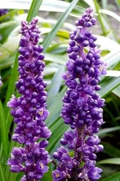 Royal Purple Liriope - Lilyturf - 18 Count Flats Of Pint Pots -Plant Series Shop liriope muscari royal purple lilyturf 103