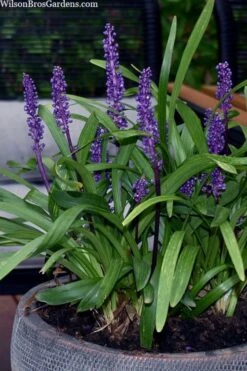 Royal Purple Liriope - Lilyturf - 18 Count Flats Of Pint Pots -Plant Series Shop liriope muscari royal purple lilyturf 106