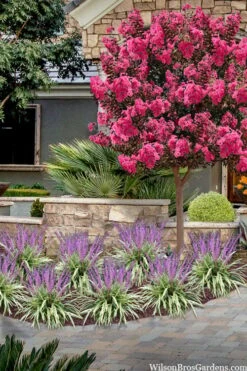 Variegated Liriope (Monkey Grass / Lilyturf) - 6 Pack Of 1 Gallon Pots -Plant Series Shop liriope muscari variegata variegated liriope lilyturf 2