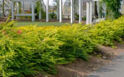 Thunderbolt Golden Box Honeysuckle - 3 Gallon Pot -Plant Series Shop lonicera nitida thunderbolt box honeysuckle 1