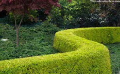 Thunderbolt Golden Box Honeysuckle - 3 Gallon Pot -Plant Series Shop lonicera nitida thunderbolt box honeysuckle 4