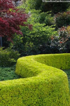 Thunderbolt Golden Box Honeysuckle - 3 Gallon Pot -Plant Series Shop lonicera nitida thunderbolt box honeysuckle 5