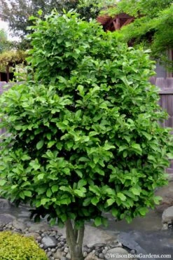 Betty Magnolia Tulip Tree - 1 Gallon Pot -Plant Series Shop magnolia ann 112
