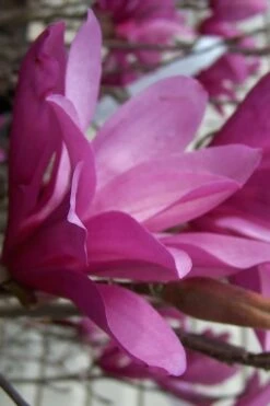 Ann Magnolia Tulip Tree - 2 Gallon Pot 17 Ann Magnolia Tulip Tree - 2 Gallon Pot -Plant Series Shop magnolia ann 30