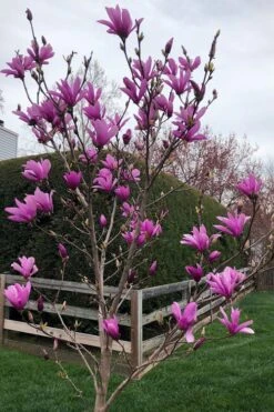 Ann Magnolia Tulip Tree - 5 Gallon Pot -Plant Series Shop magnolia ann tulip tree 100