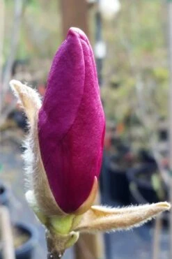 Betty Magnolia Tulip Tree - 1 Gallon Pot -Plant Series Shop magnolia betty 21