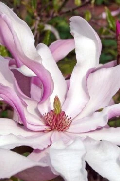 Betty Magnolia Tulip Tree - 1 Gallon Pot